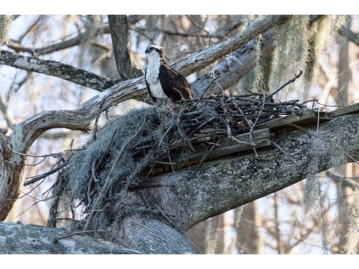 348 Georgetown Drive #348 Casselberry FL 32707 O6300463 image49