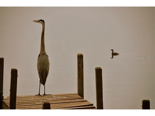 348 Georgetown Drive #348 Casselberry FL 32707 O6300463 image53