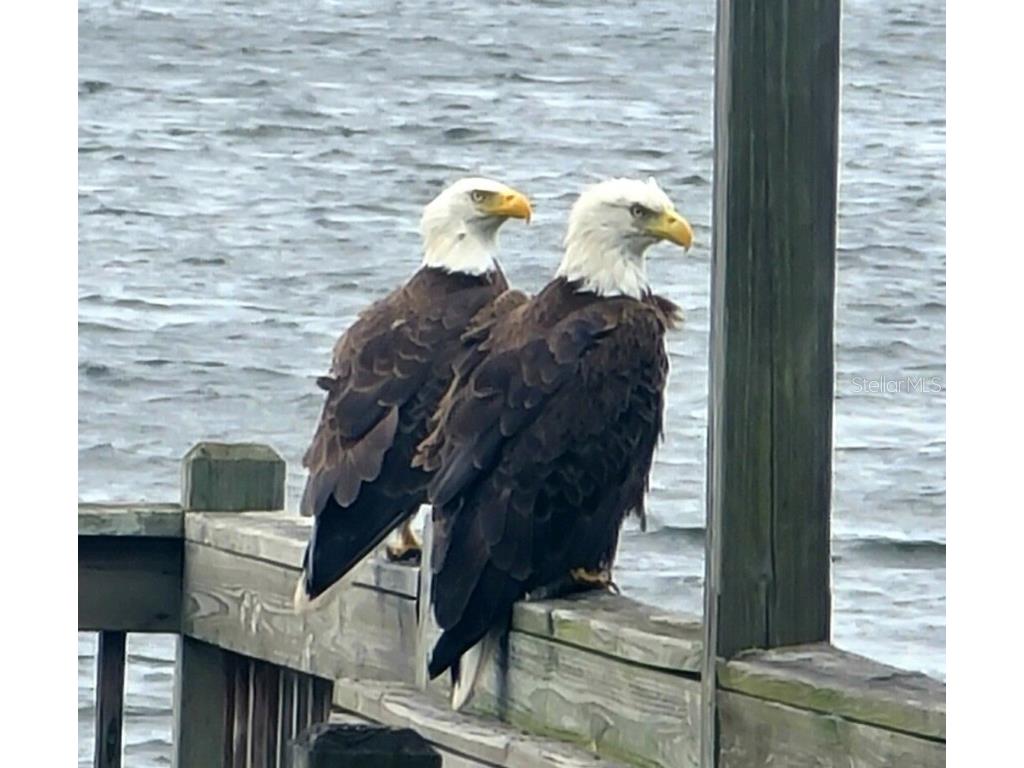 348 Georgetown Drive #348 Casselberry FL 32707 O6300463 image54