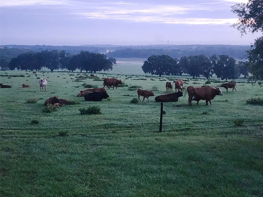 34868 Prospect Road Dade City FL 33525 T3542346 image10