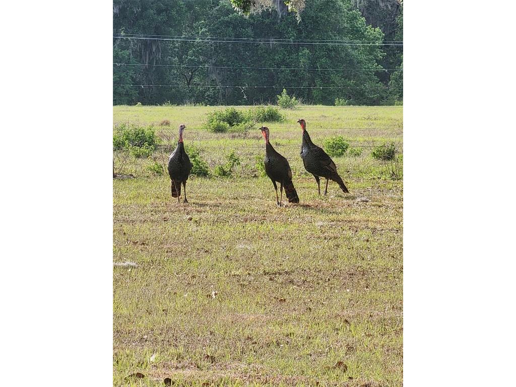 34868 Prospect Road Dade City FL 33525 T3542346 image11