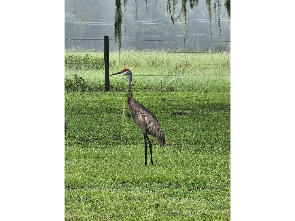 34868 Prospect Road Dade City FL 33525 T3542346 image12