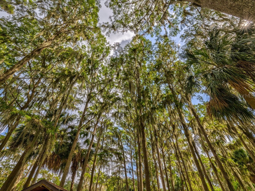 3504 Tealwood Circle Palm Harbor FL 34685 V4945379 image45