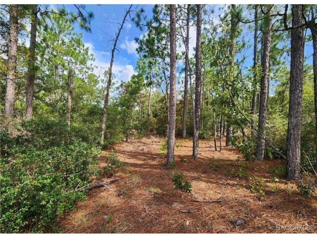 3504 W Seahorse Lane Dunnellon FL 34433 O6331801 image6