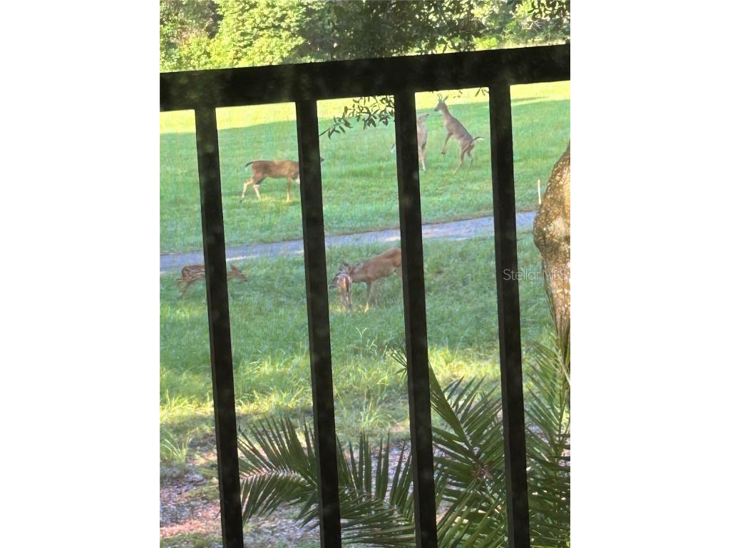 3505 Tarpon Woods Boulevard #H410 Palm Harbor FL 34685 TB8443842 image14