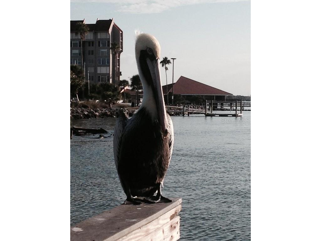 3505 Tarpon Woods Boulevard #P408 Palm Harbor FL 34685 TB8383323 image27