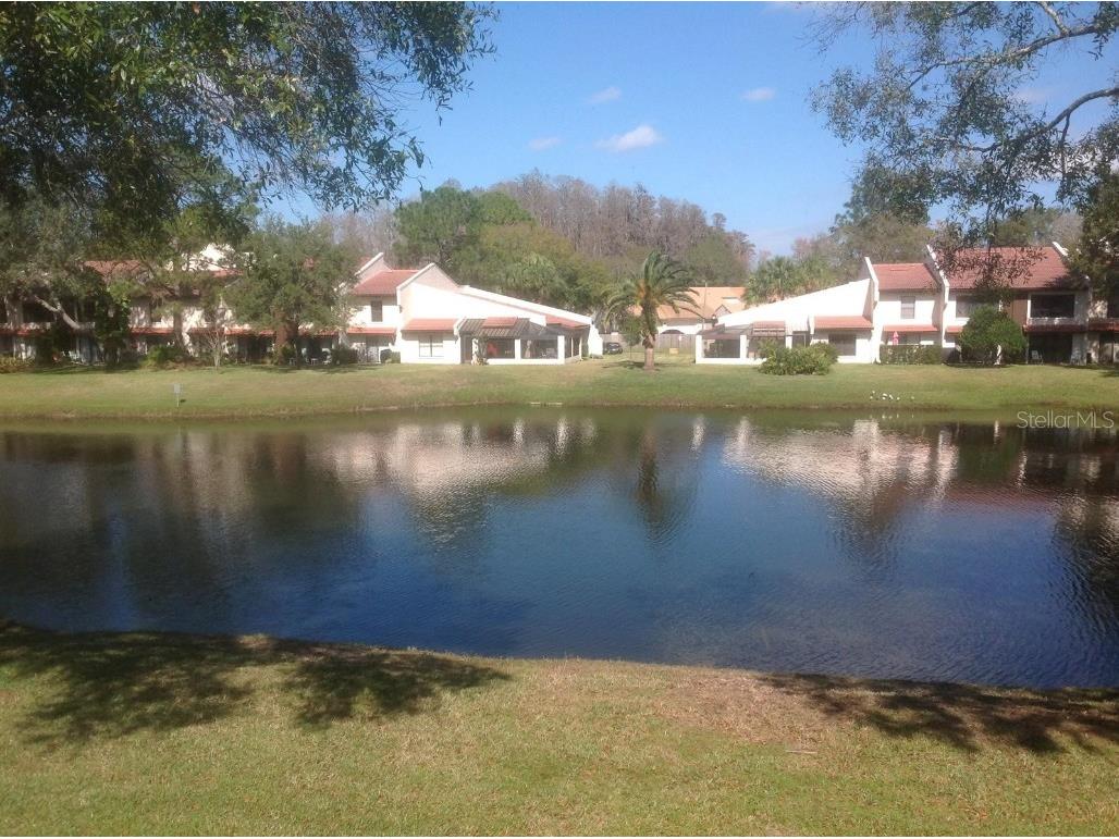 3505 Tarpon Woods Boulevard #P408 Palm Harbor FL 34685 TB8383323 image32