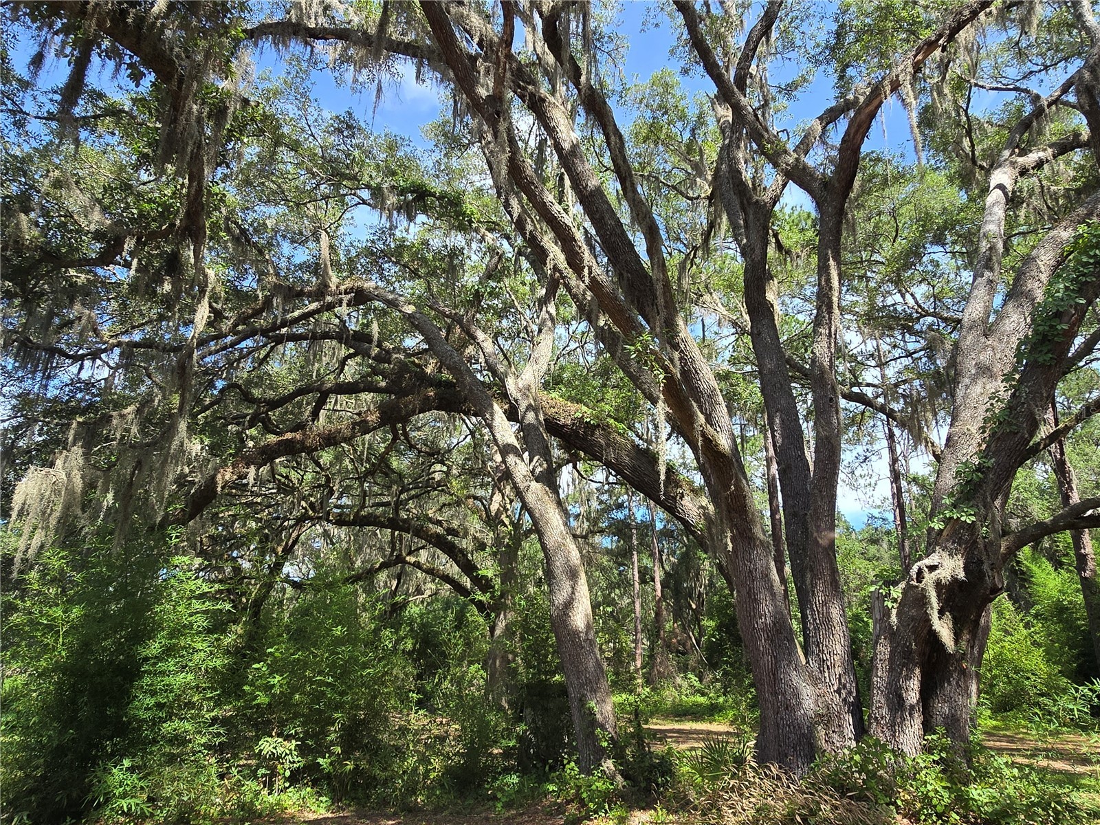 3512 SW Shorewood Drive Dunnellon FL 34431 - LAKE BONABLE OM726663 image59