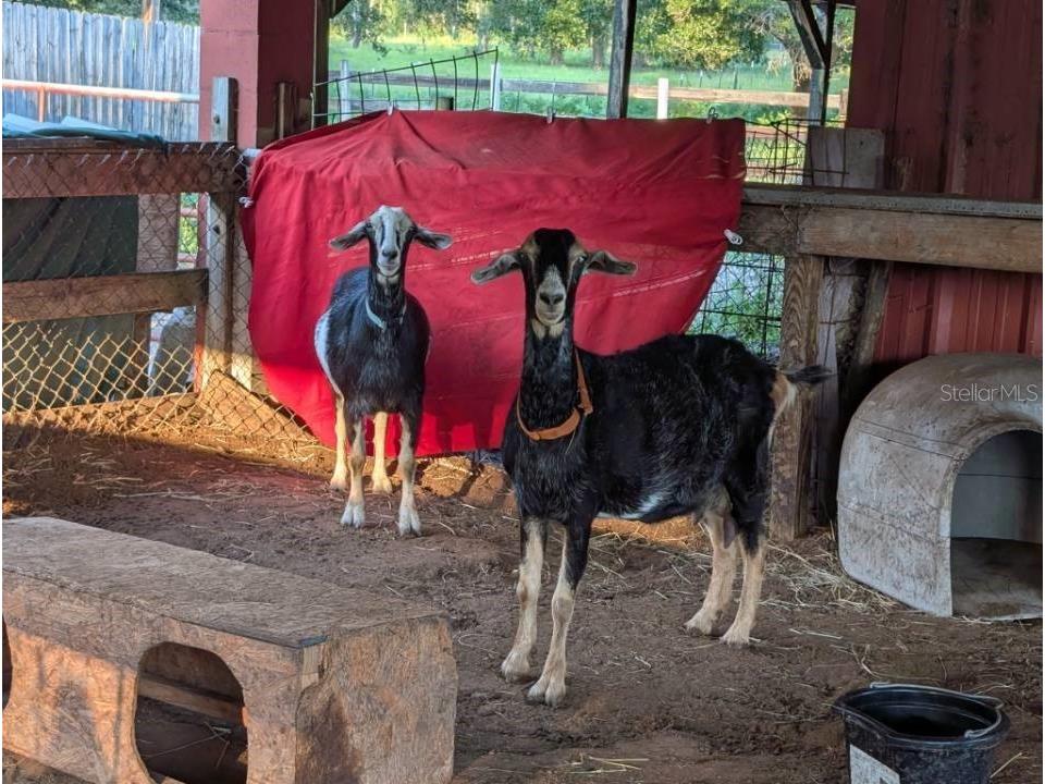 35126 William Lane Eustis FL 32736 G5101068 image70