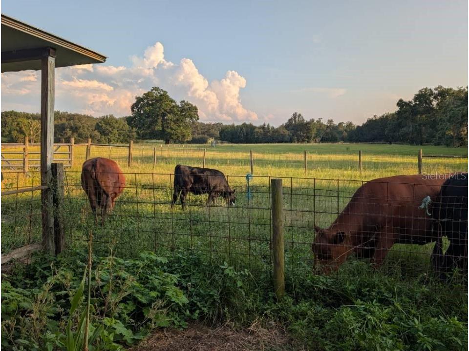 35126 William Lane Eustis FL 32736 G5101068 image72