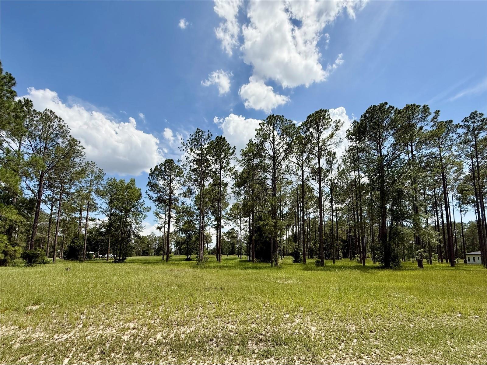 35135 Pinegate Trail Eustis FL 32736 G5114013 image11