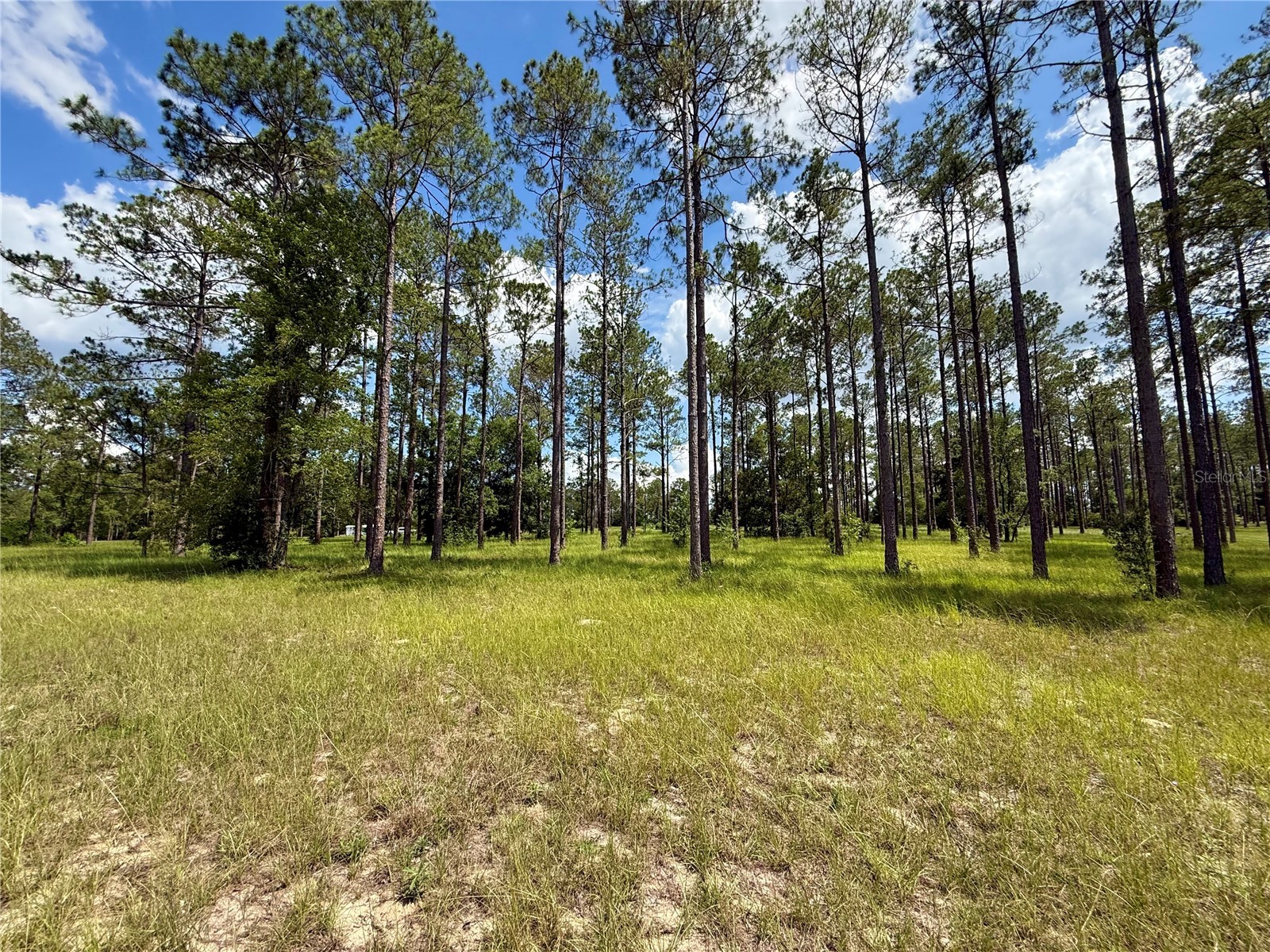 35135 Pinegate Trail Eustis FL 32736 G5114013 image22