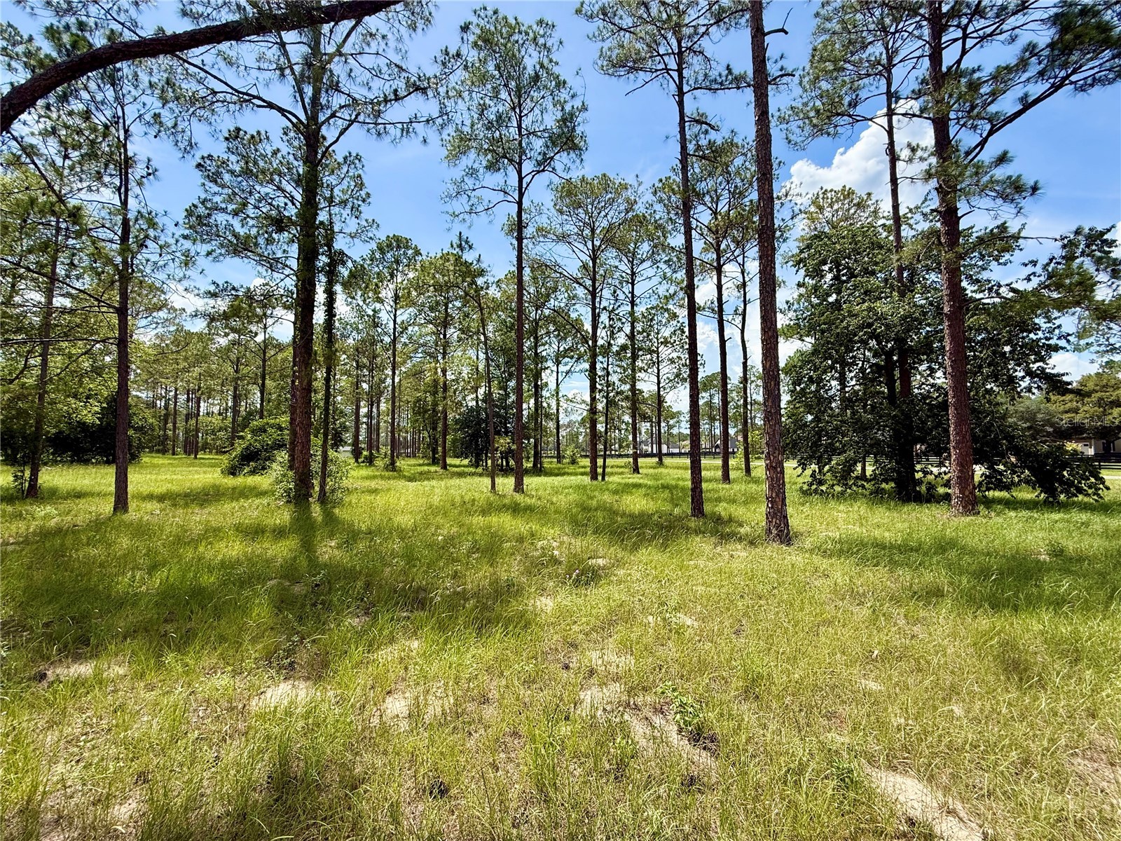 35135 Pinegate Trail Eustis FL 32736 G5114013 image8