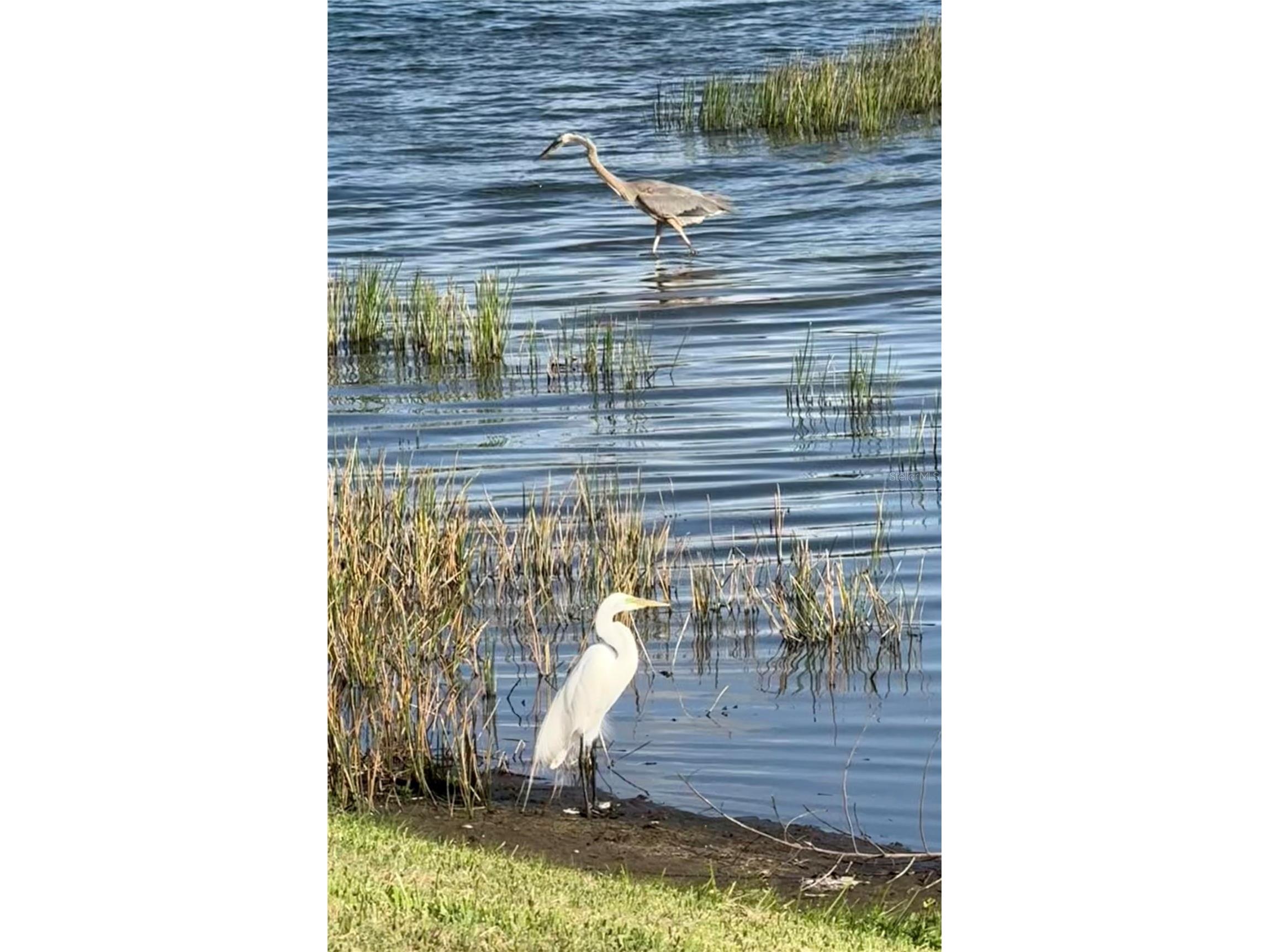 352 Laurel Falls Drive Apollo Beach FL 33572 TB8494650 image7