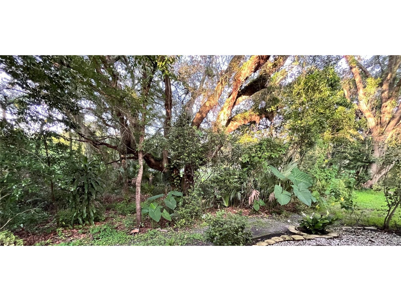 35226 Janine Drive Zephyrhills FL 33541 T3540619 image34