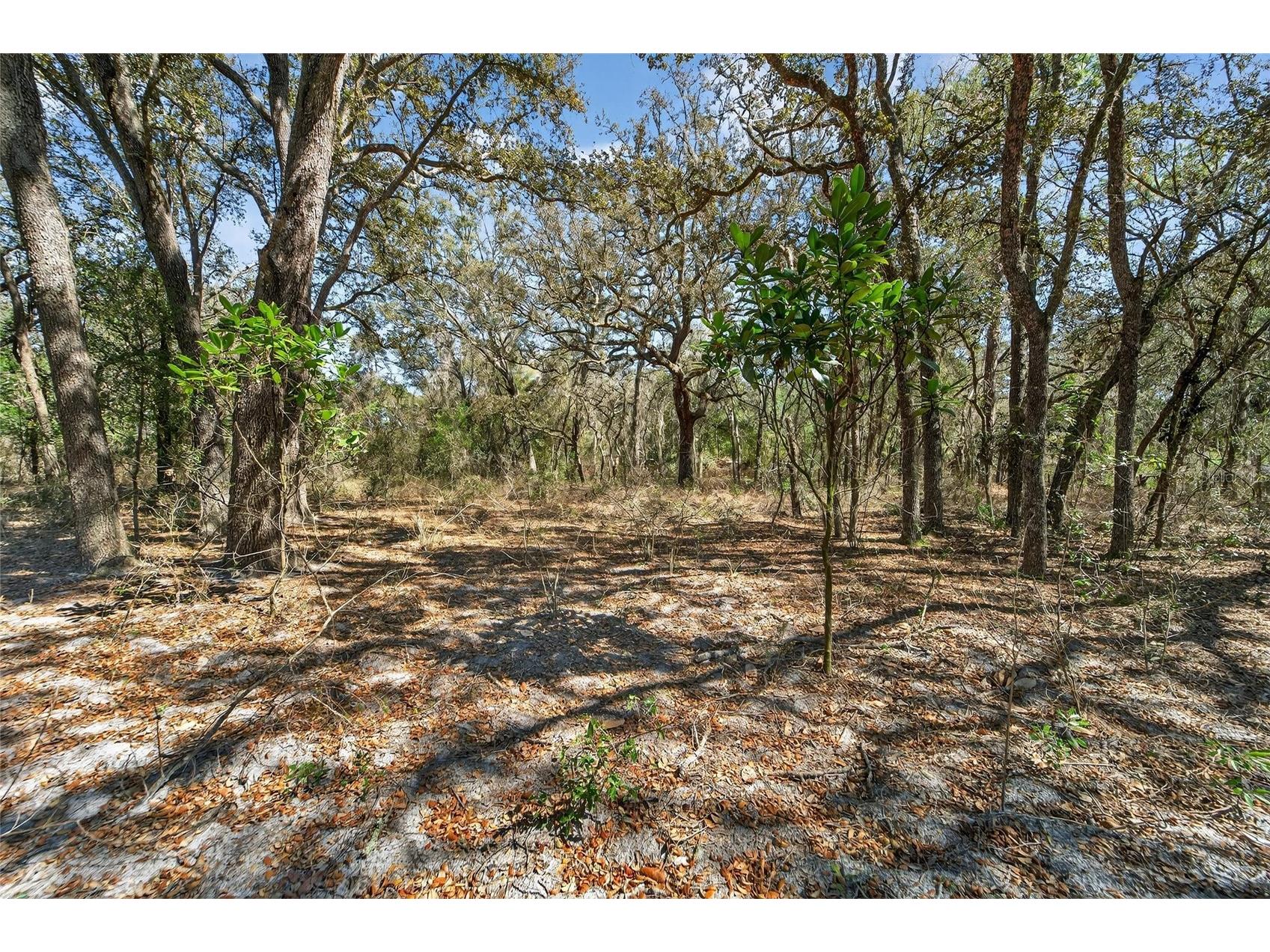 35238 Manuel Street Webster FL 33597 TB8480885 image50