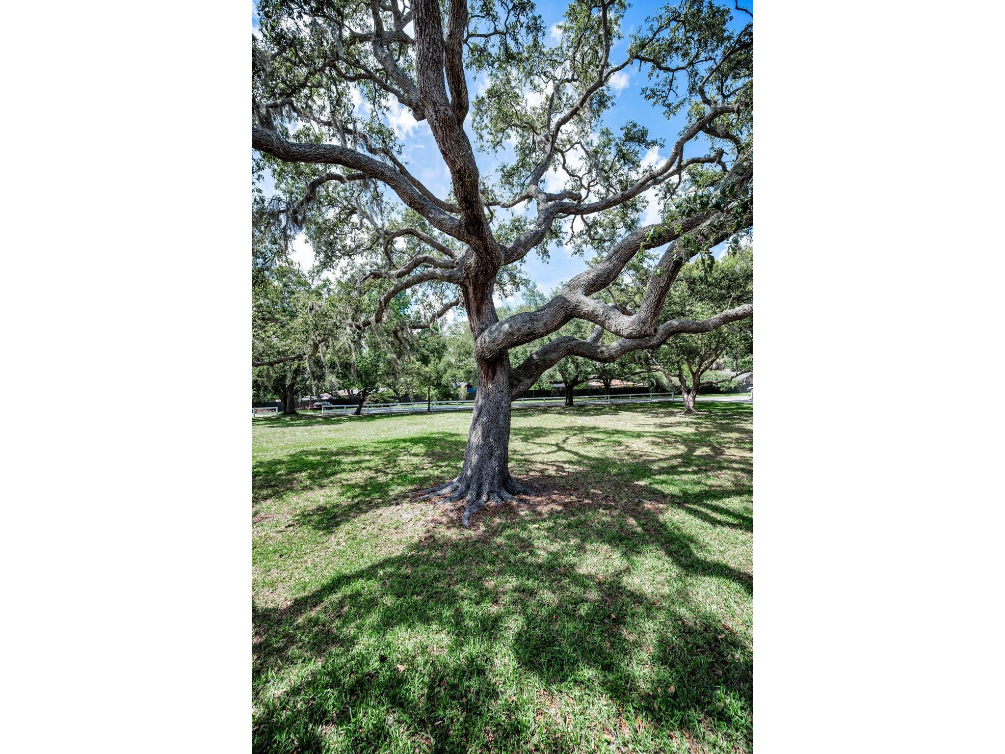 3525 Fairview Street Safety Harbor FL 34695 TB8512600 image14
