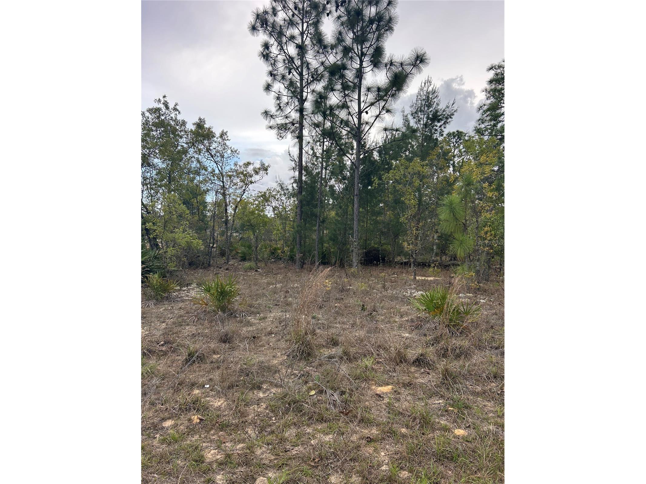 3528 W Nieman Drive Dunnellon FL 34433 S5142811 image2