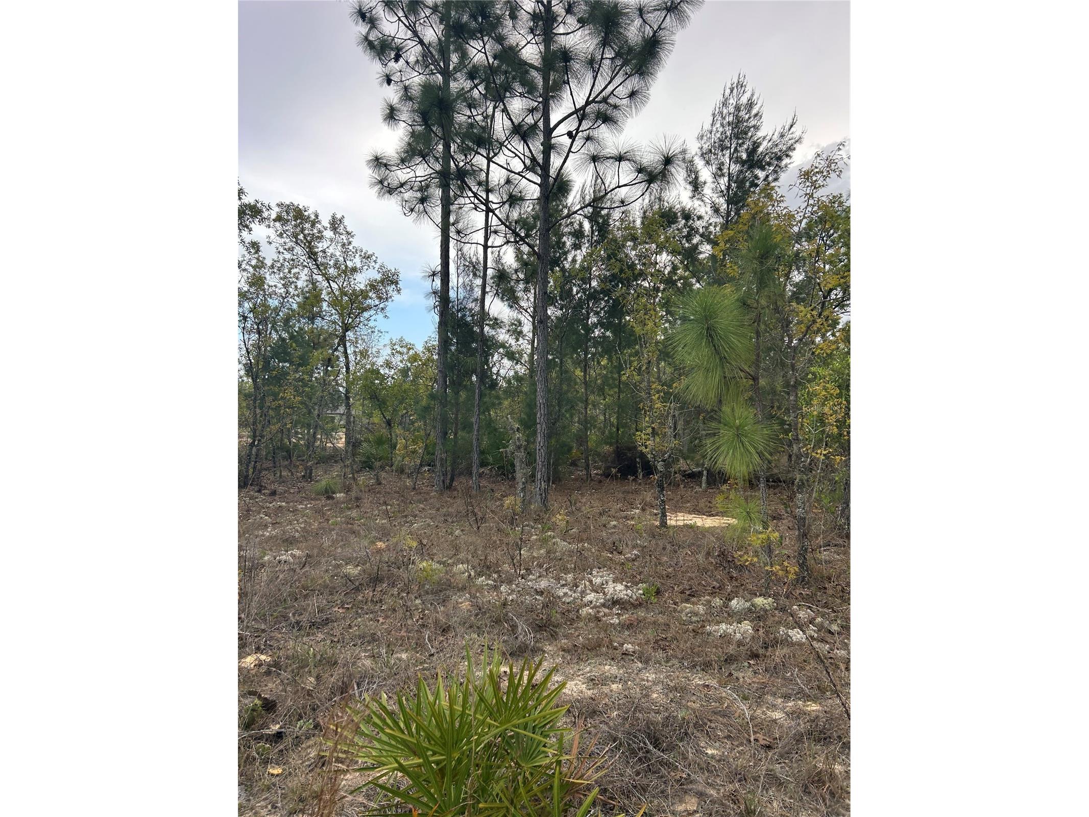 3528 W Nieman Drive Dunnellon FL 34433 S5142811 image4