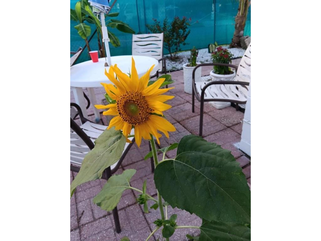 3530 Beechwood Terrace N Pinellas Park FL 33781 W7876701 image8