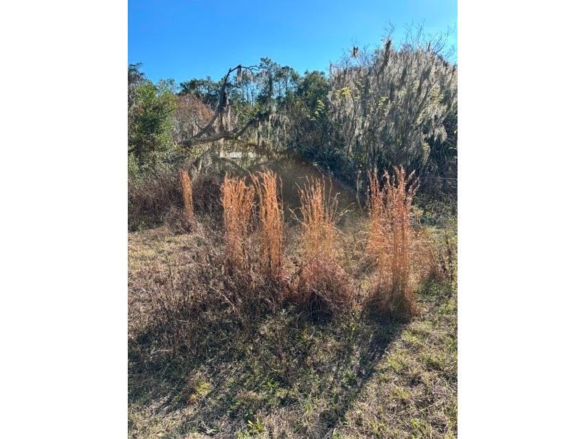 3533 NE 59th Terrace Silver Springs FL 34488 OM715464 image8