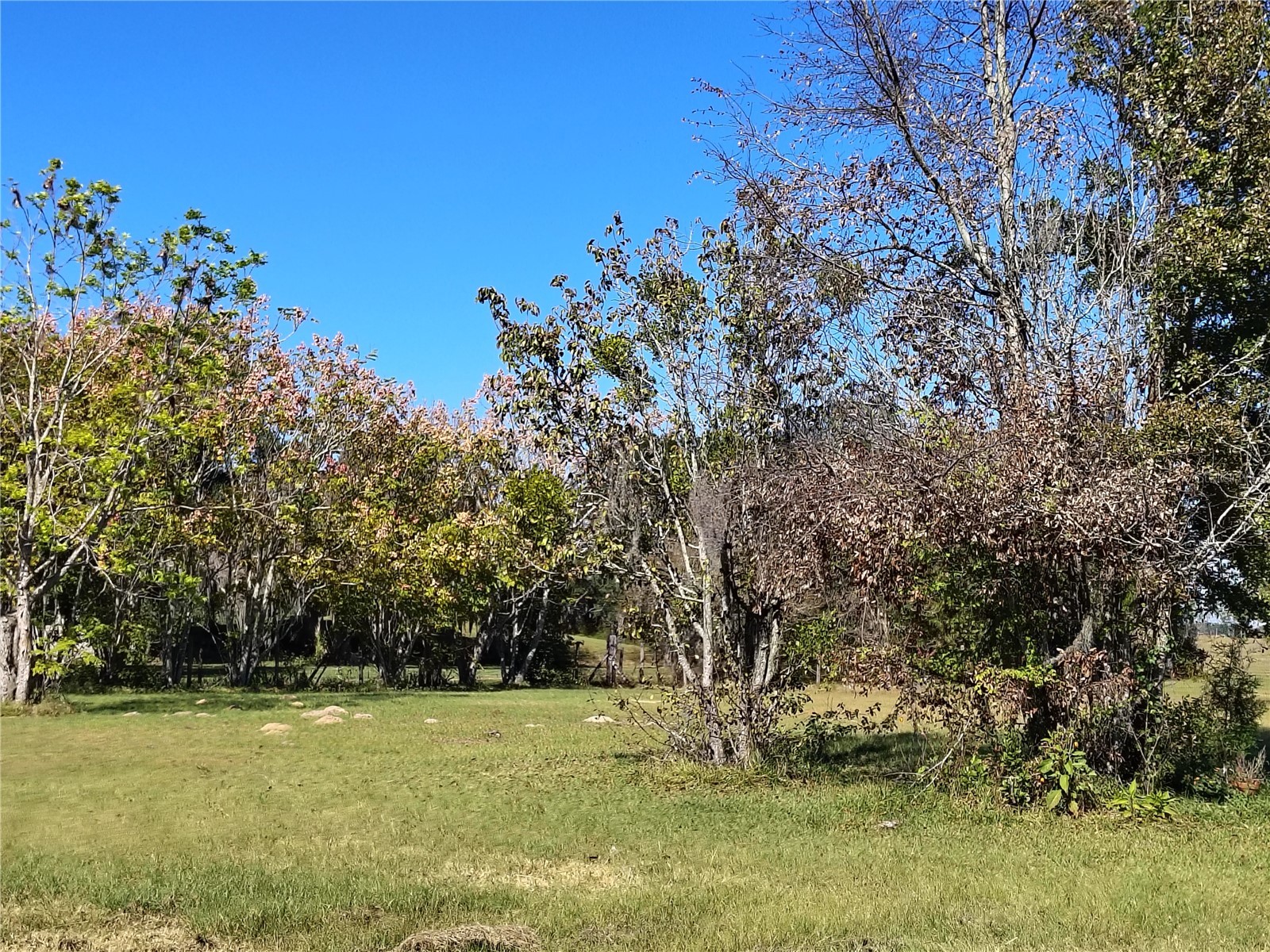 3537 E C 462 Wildwood FL 34785 G5106864 image36