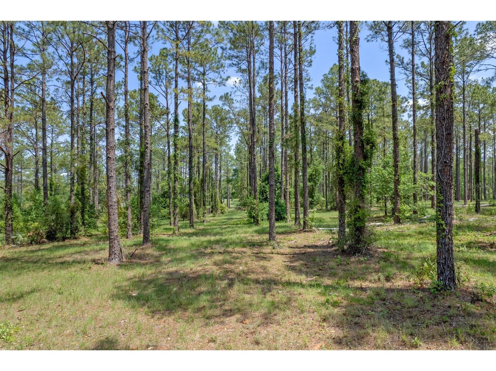 35408 Pinegate Trail Eustis FL 32736 O6389103 image1