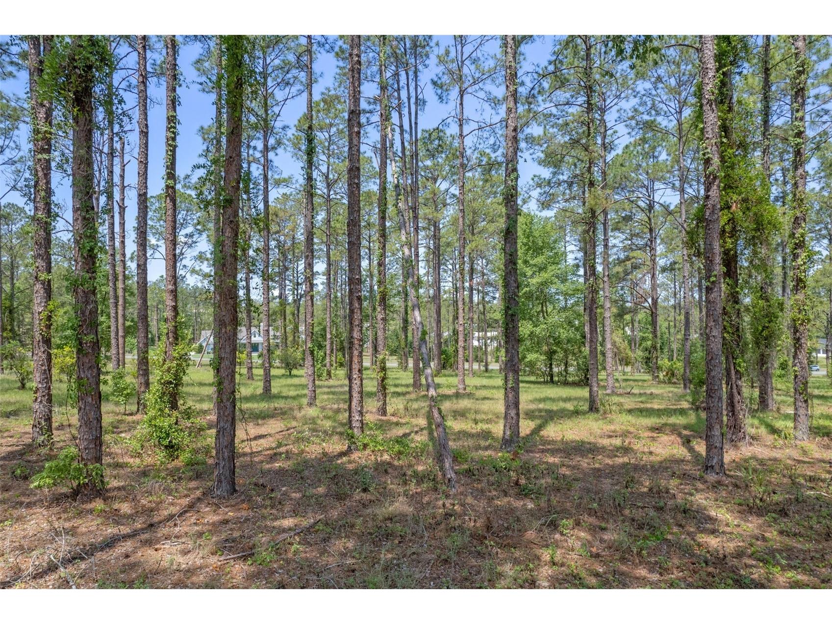 35408 Pinegate Trail Eustis FL 32736 O6389103 image4