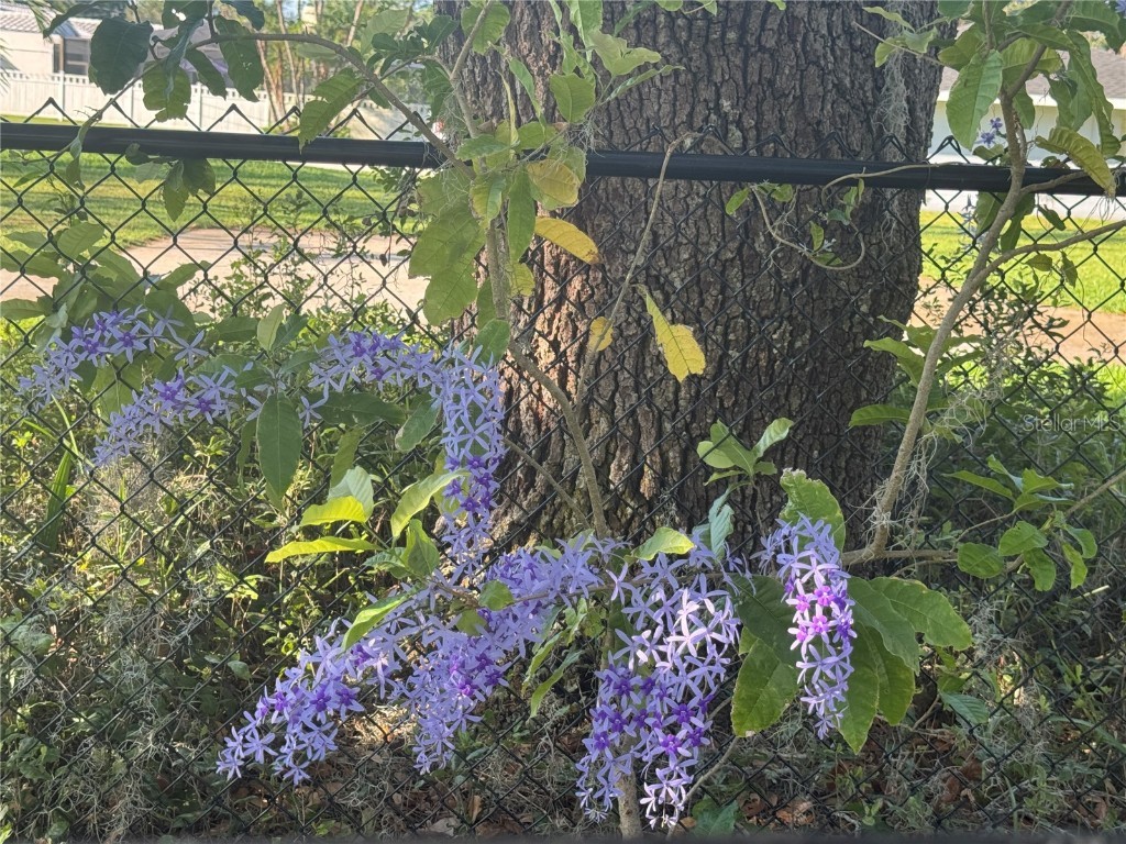 3545 Lake Padgett Drive Land O Lakes FL 34639 - LAKE PADGETT TB8410357 image44