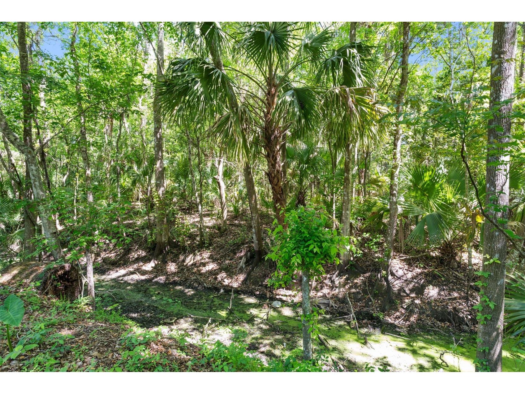 3547 Cr 405 Lake Panasoffkee FL 33538 G5109899 image36