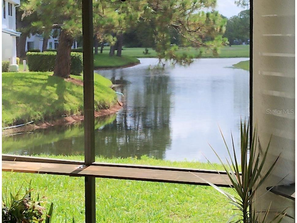 3549 Indigo Pond Drive Palm Harbor FL 34685 TB8509250 image13