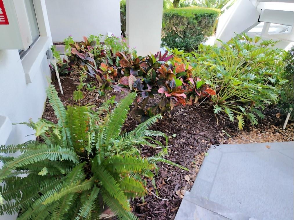 3549 Indigo Pond Drive Palm Harbor FL 34685 TB8509250 image3