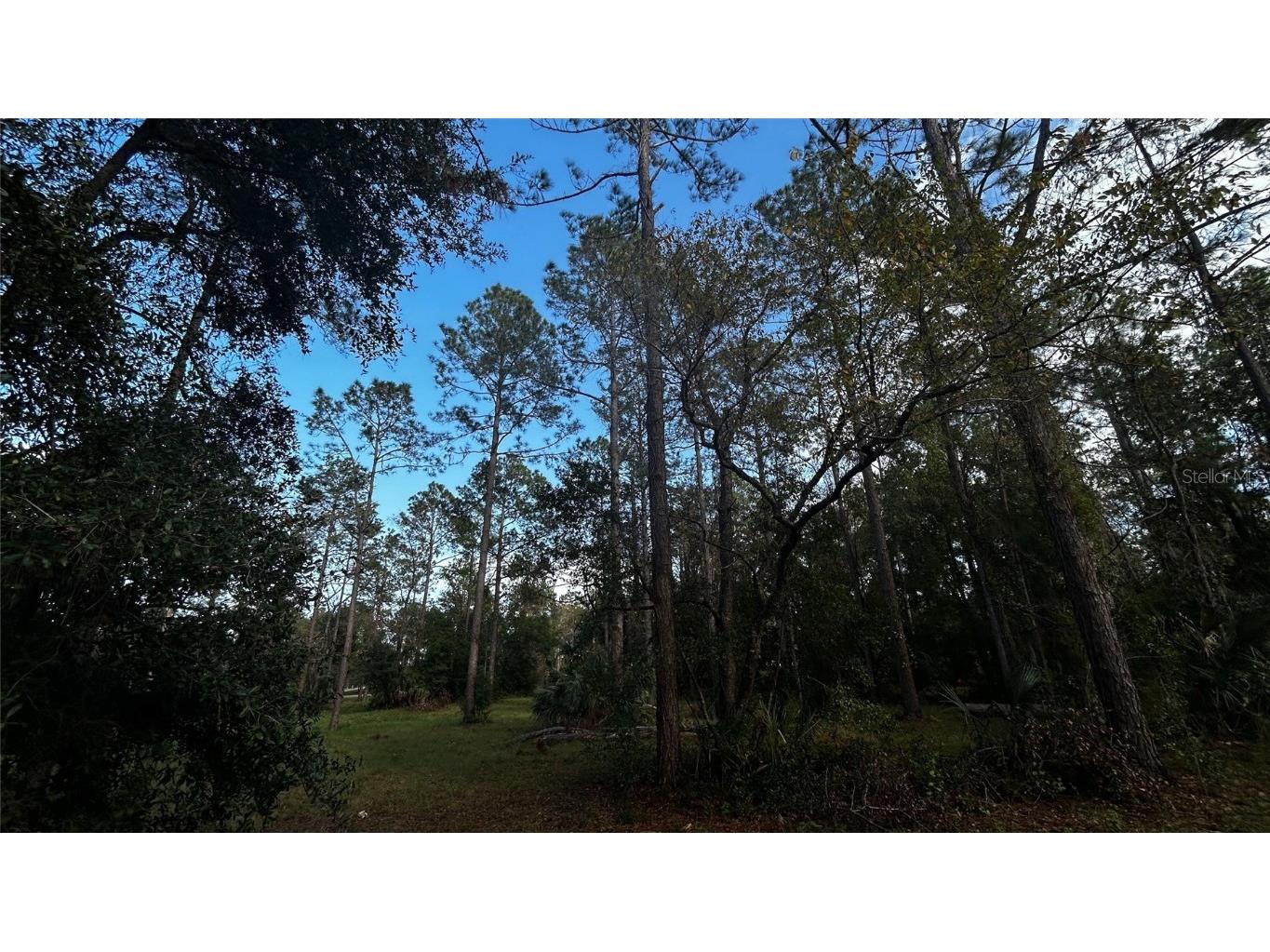 35501 Pinegate Trail Eustis FL 32736 TB8412977 image9