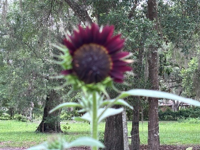 3551 NW 60th Avenue Chiefland FL 32626 GC540902 image36