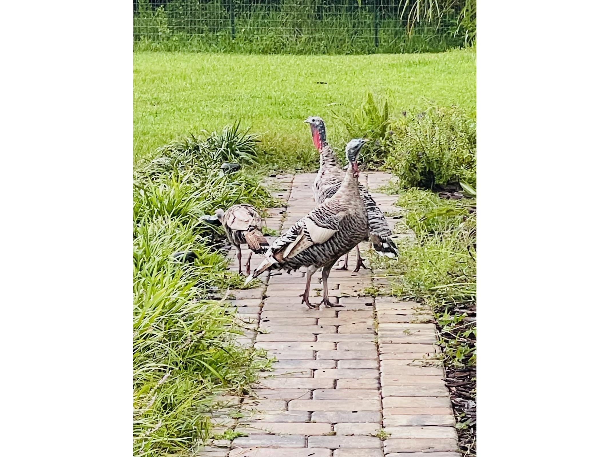 3551 Red Barn Lane Ormond Beach FL 32174 TB8484779 image5