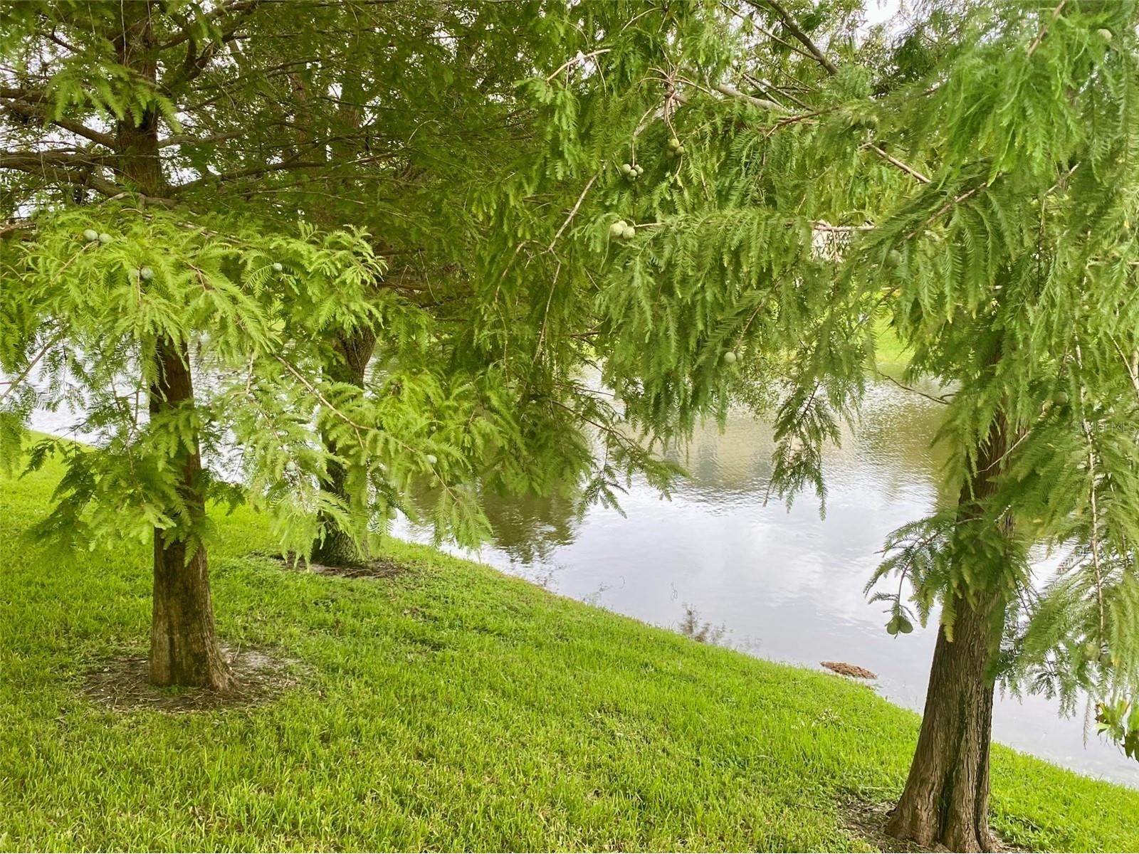 356 Harbor Ridge Drive Palm Harbor FL 34683 TB8473214 image16