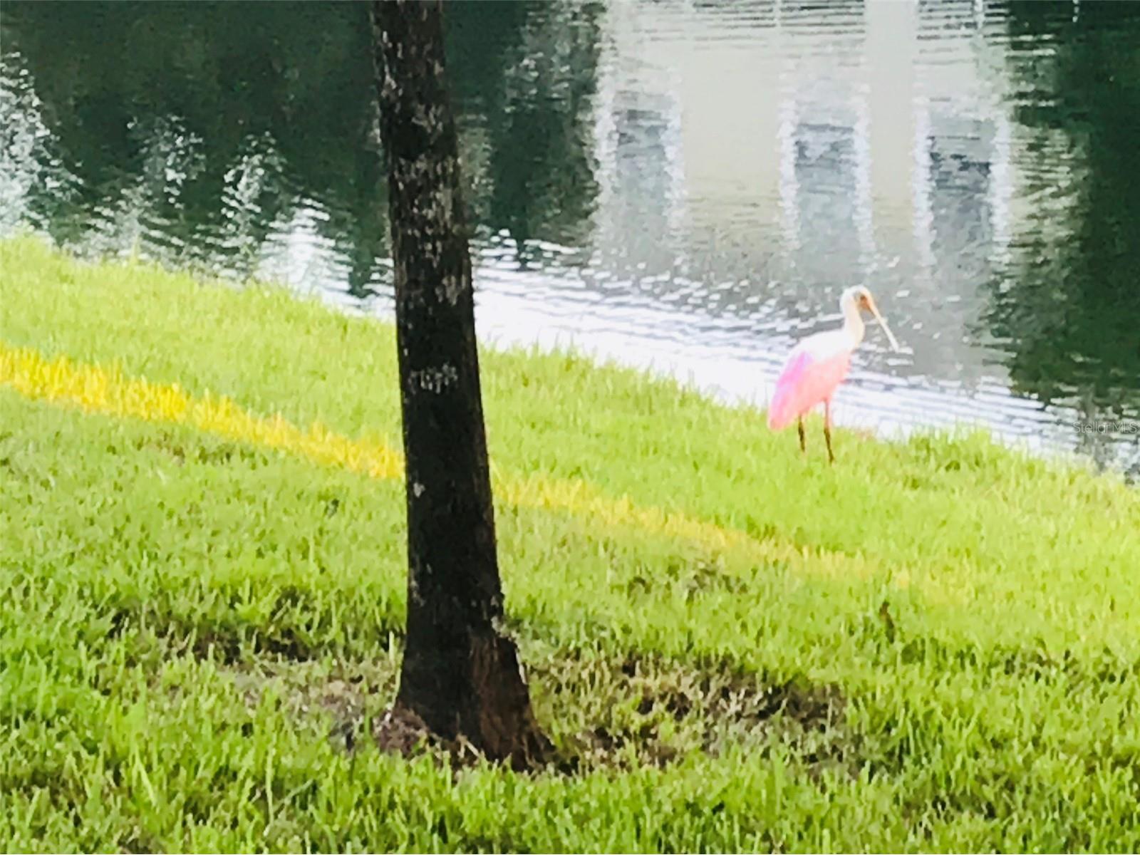 356 Harbor Ridge Drive Palm Harbor FL 34683 TB8473214 image18