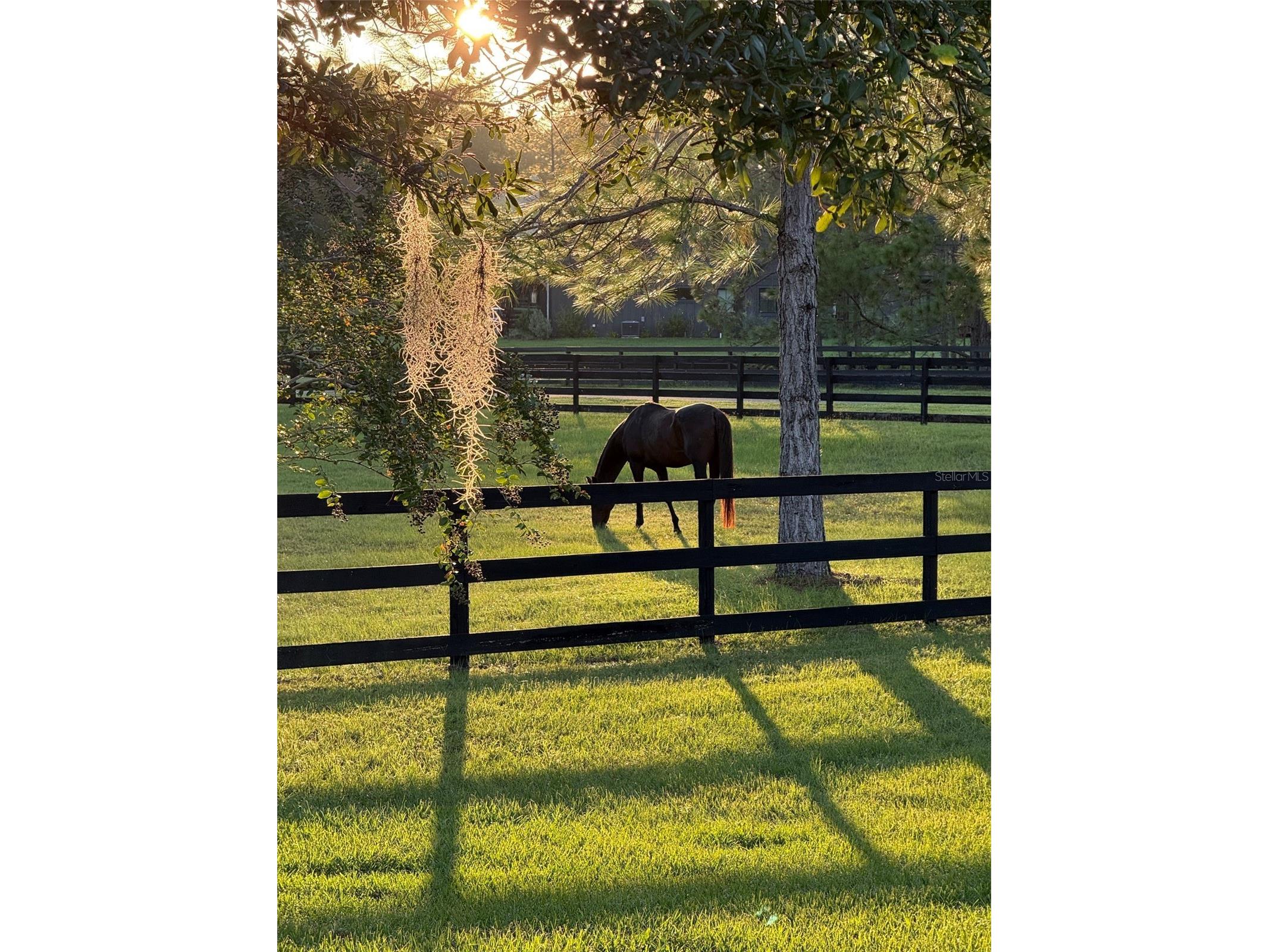 35620 Pinegate Trail Eustis FL 32736 O6408470 image99