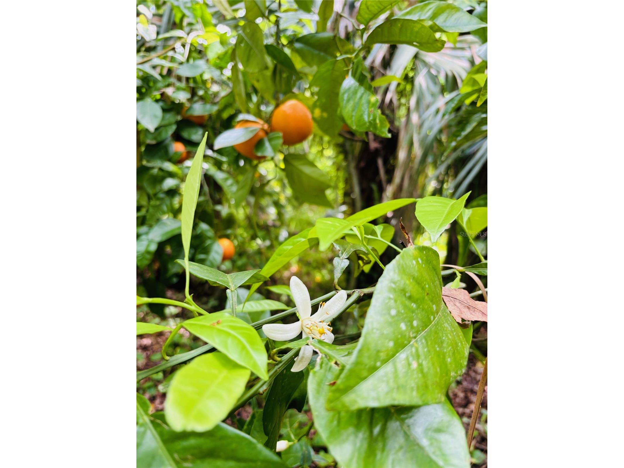 357 S Seneca Boulevard Daytona Beach FL 32114 NS1087010 image43