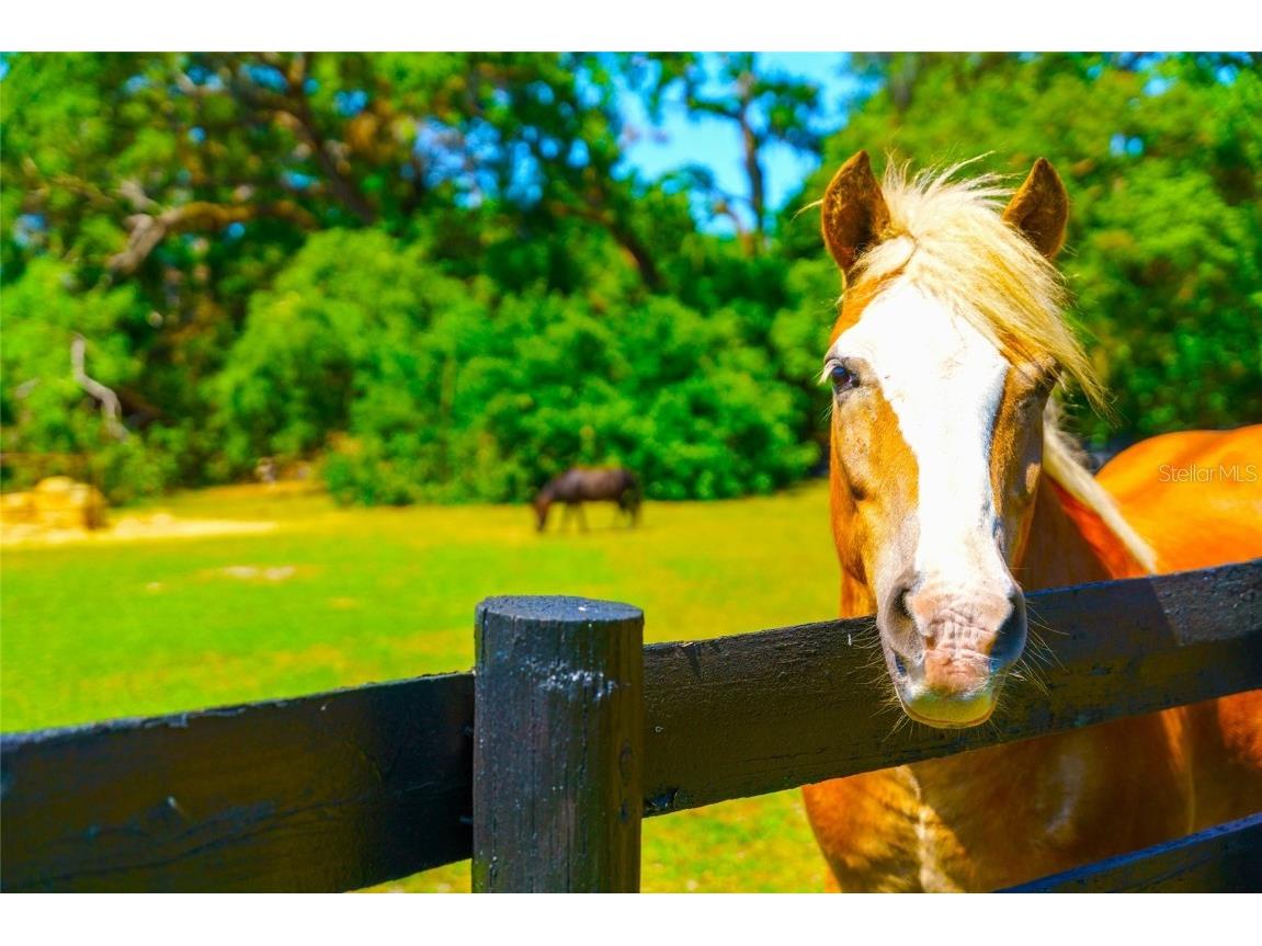 35841 Timbertop Lane Fruitland Park FL 34731 O6300778 image100