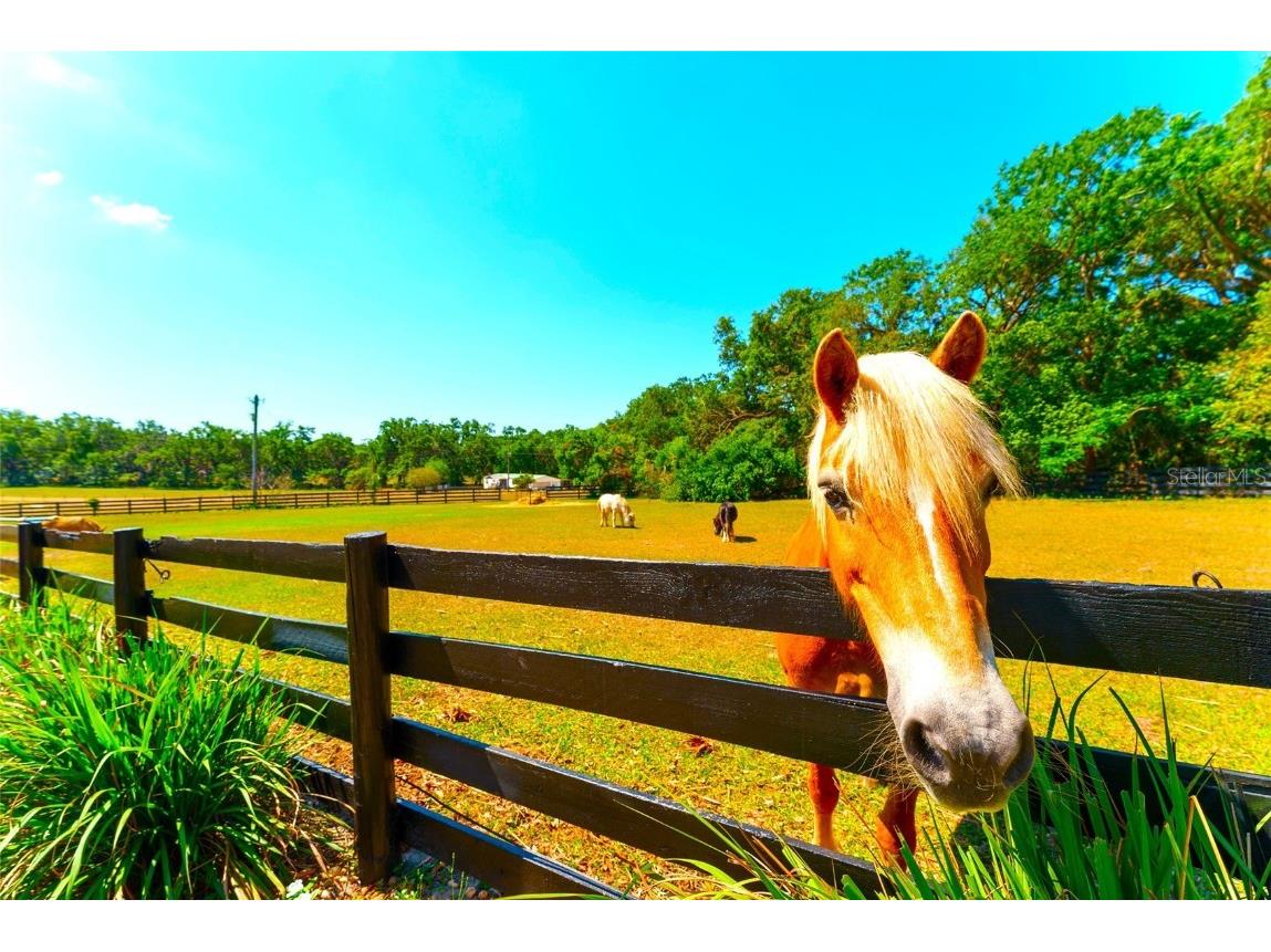 35841 Timbertop Lane Fruitland Park FL 34731 O6300778 image99