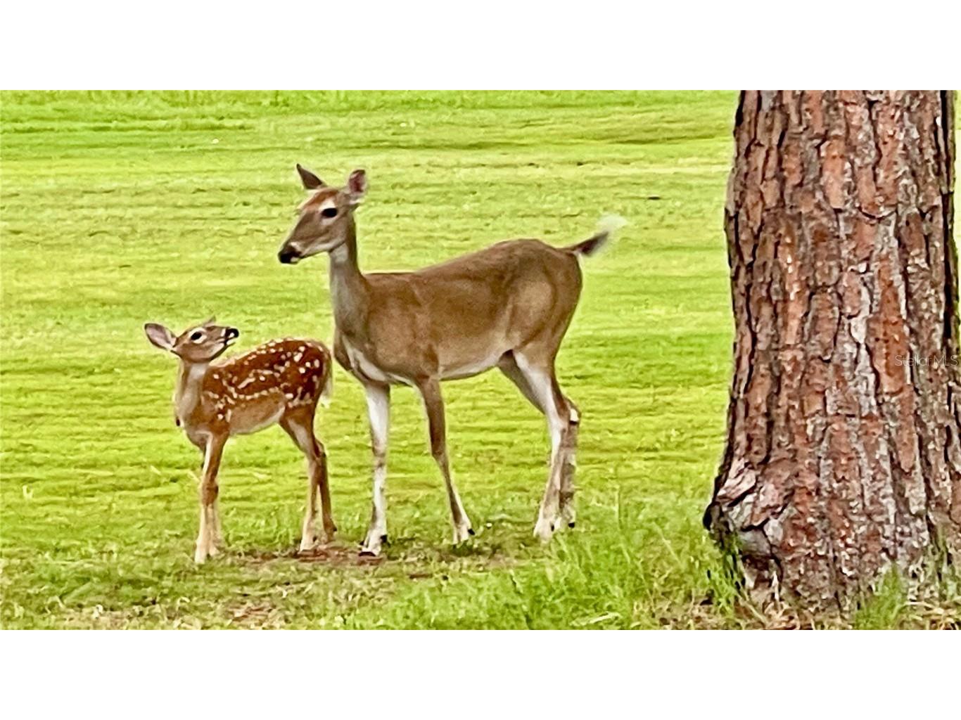 3587 Fairway Forest Drive Palm Harbor FL 34685 W7876727 image41