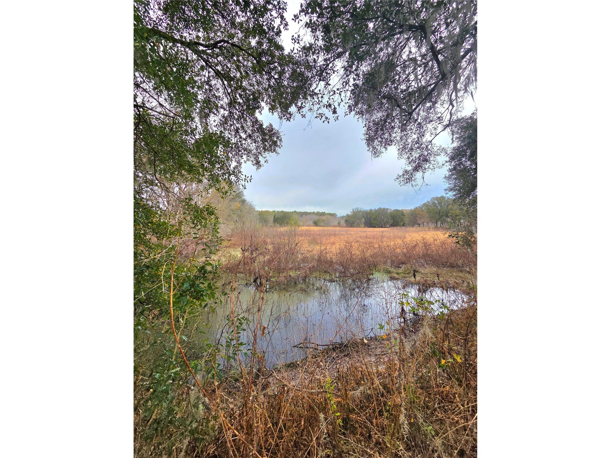 359 Savannah Oaks Drive Brooksville FL 34602 TB8389997 image1