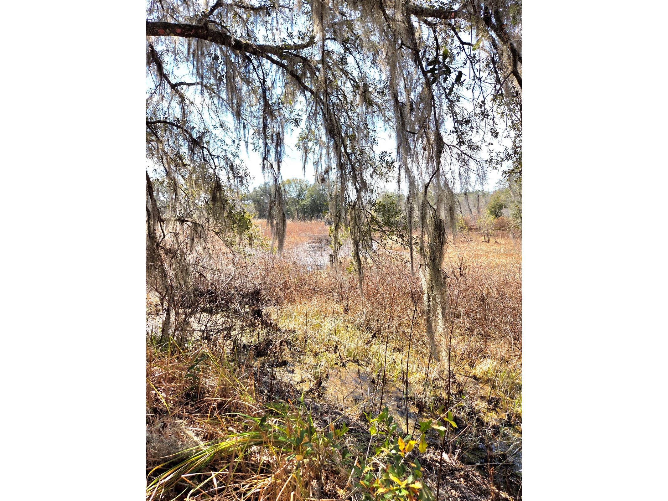 359 Savannah Oaks Drive Brooksville FL 34602 TB8389997 image12