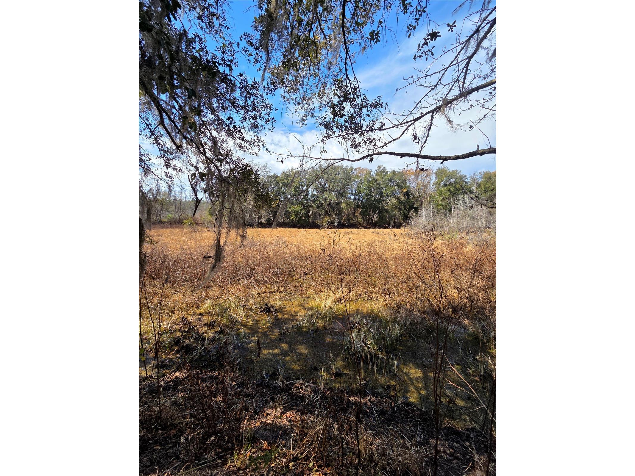 359 Savannah Oaks Drive Brooksville FL 34602 TB8389997 image13