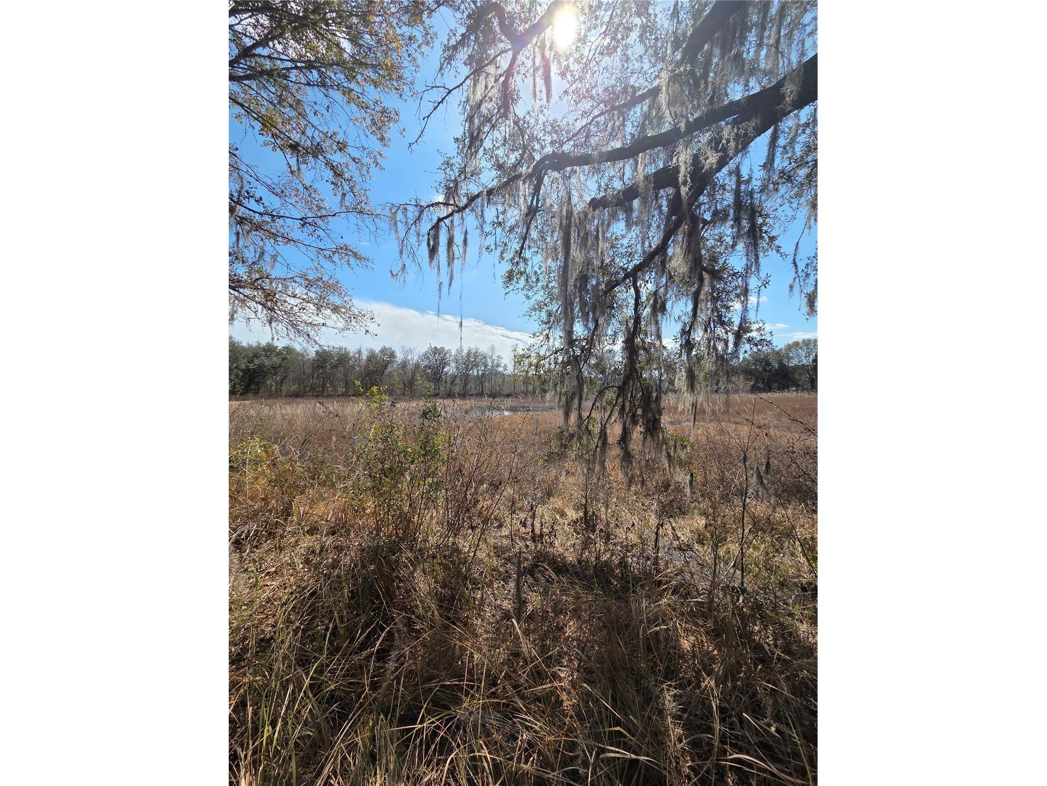 359 Savannah Oaks Drive Brooksville FL 34602 TB8389997 image15