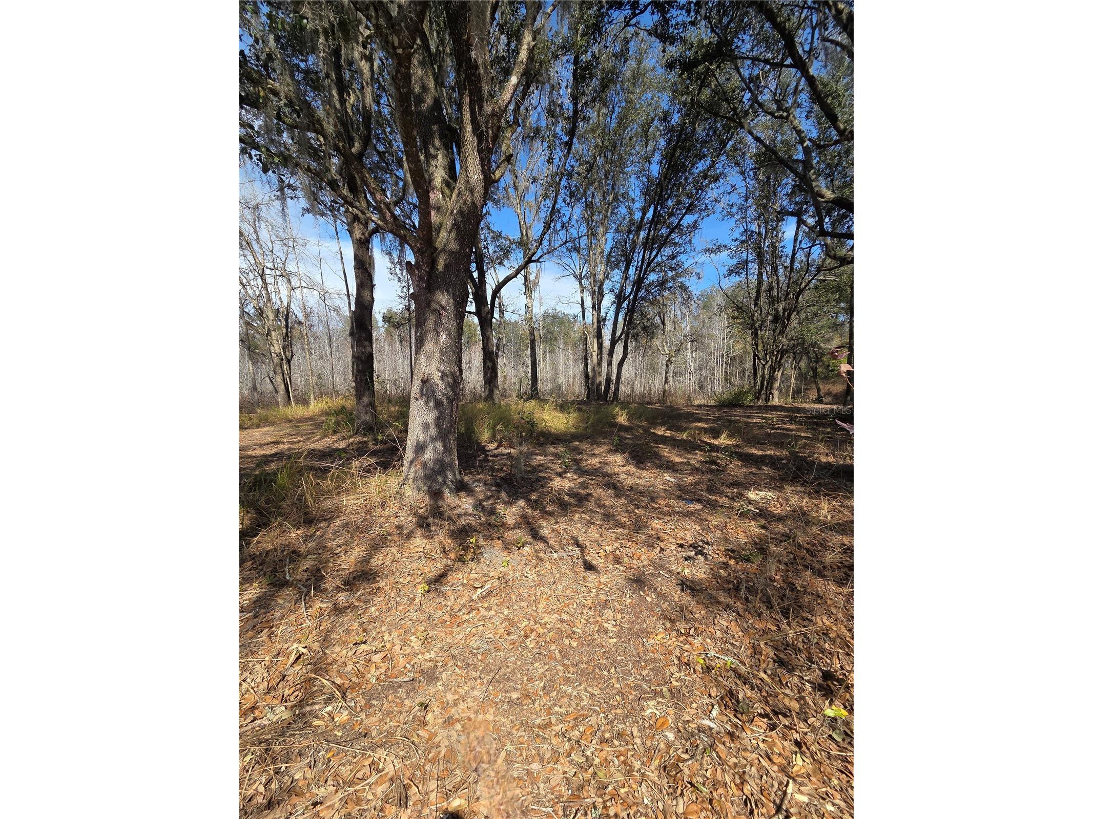 359 Savannah Oaks Drive Brooksville FL 34602 TB8389997 image17