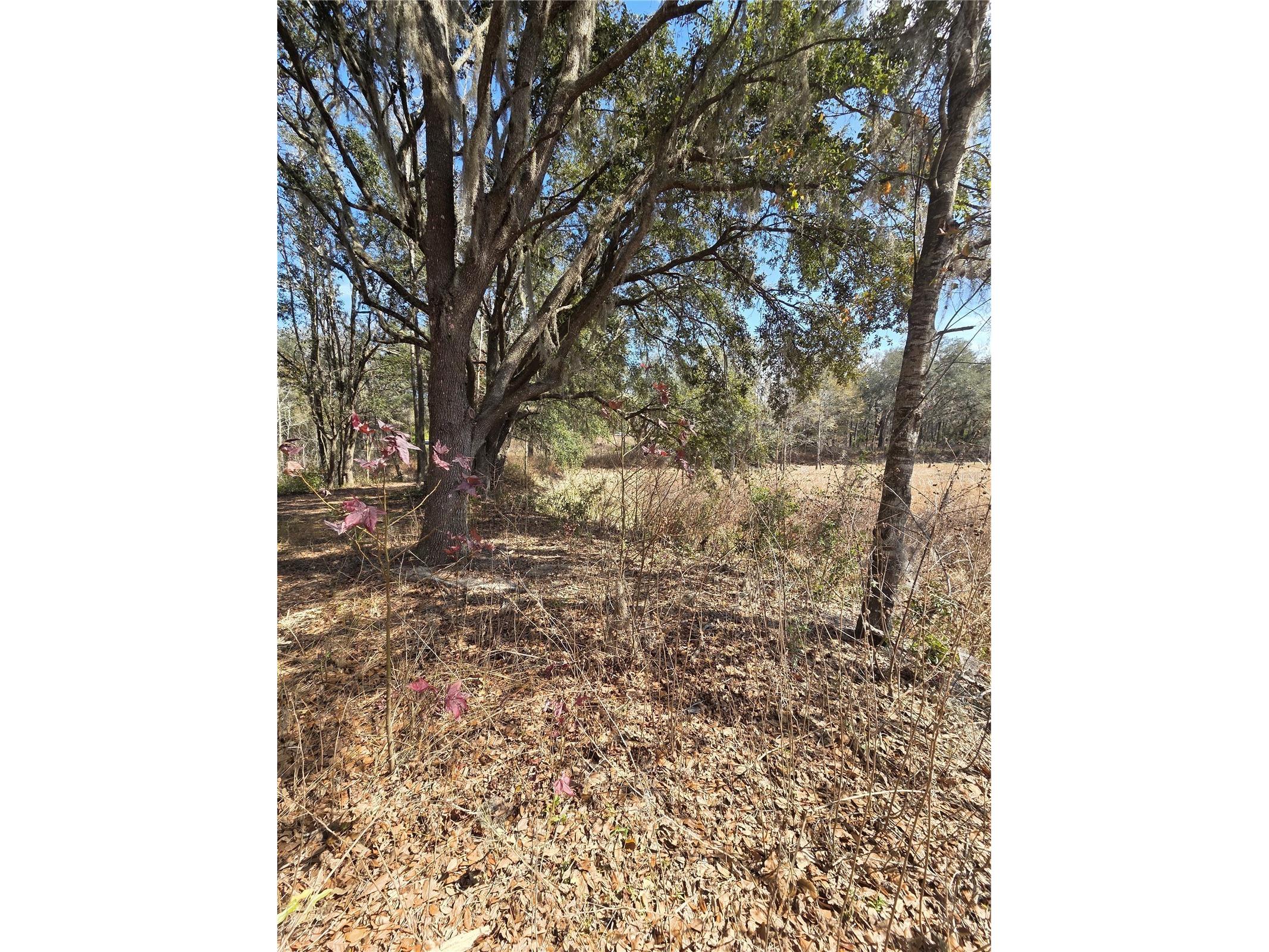 359 Savannah Oaks Drive Brooksville FL 34602 TB8389997 image18