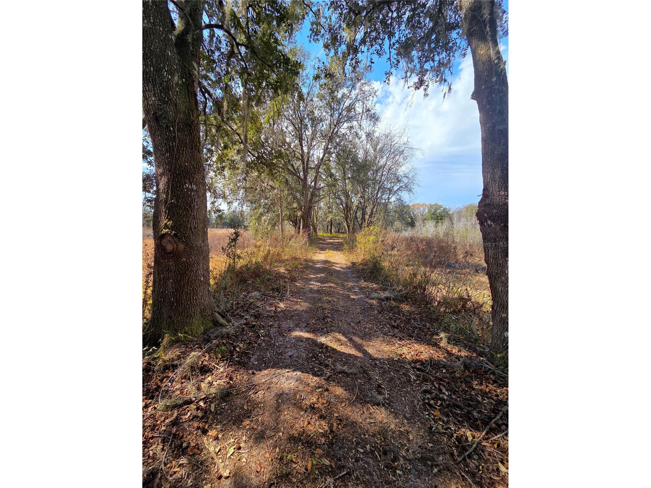 359 Savannah Oaks Drive Brooksville FL 34602 TB8389997 image19