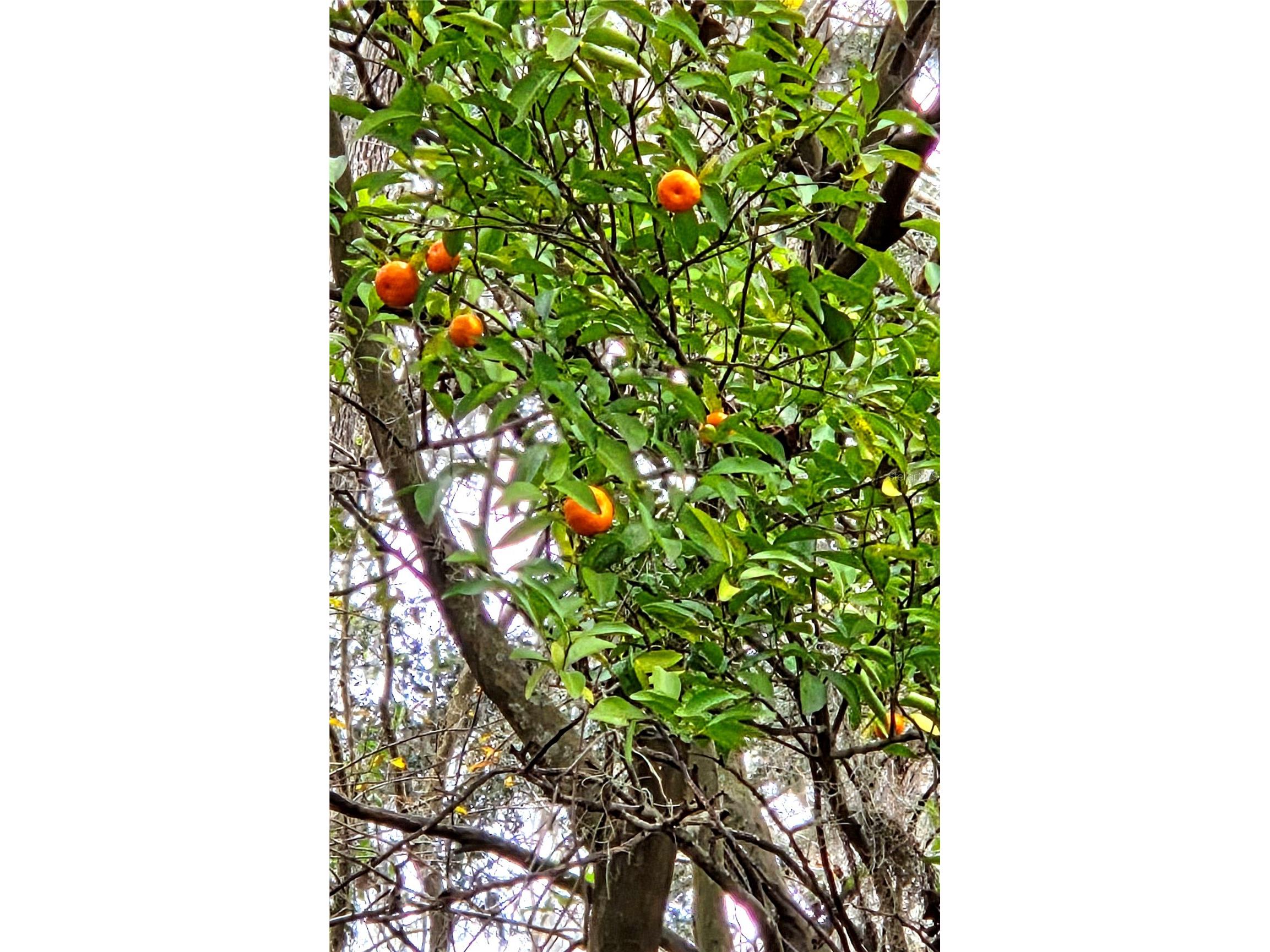 359 Savannah Oaks Drive Brooksville FL 34602 TB8389997 image23